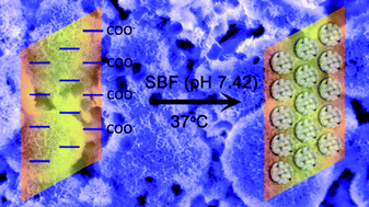 Graphical abstract: Gelatin functionalized graphene oxide for mineralization of hydroxyapatite: biomimetic and in vitro evaluation