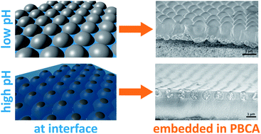 Graphical abstract: Direct visualization of the interfacial position of colloidal particles and their assemblies