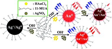 Graphical abstract: Synthesis of thiolated Ag/Au bimetallic nanoclusters exhibiting an anti-galvanic reduction mechanism and composition-dependent fluorescence