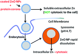 Graphical abstract: Reducing ZnO nanoparticle cytotoxicity by surface modification