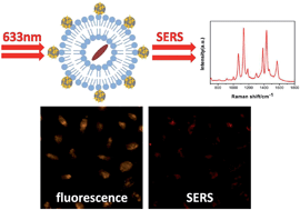 Graphical abstract: Ag@4ATP-coated liposomes: SERS traceable delivery vehicles for living cells