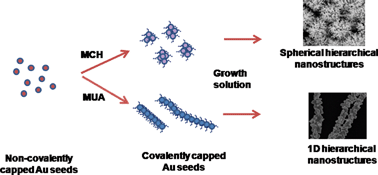 Graphical abstract: Covalently capped seed-mediated growth: a unique approach toward hierarchical growth of gold nanocrystals