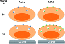 Graphical abstract: Augmented cellular uptake of nanoparticles using tea catechins: effect of surface modification on nanoparticle–cell interaction