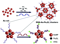 Graphical abstract: Hybrid magnetic nanoparticle/nanogold clusters and their distance-dependent metal-enhanced fluorescence effect via DNA hybridization