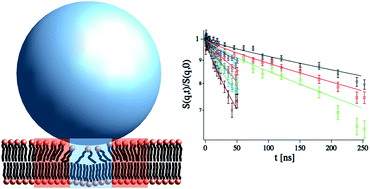 Graphical abstract: Softening of phospholipid membranes by the adhesion of silica nanoparticles – as seen by neutron spin-echo (NSE)