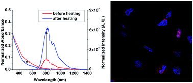 Graphical abstract: Enhancing near IR luminescence of thiolate Au nanoclusters by thermo treatments and heterogeneous subcellular distributions