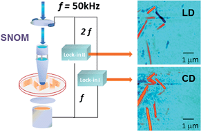 Graphical abstract: Linear and circular dichroism in porphyrin J-aggregates probed by polarization modulated scanning near-field optical microscopy