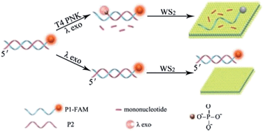 Graphical abstract: A WS2 nanosheet based sensing platform for highly sensitive detection of T4 polynucleotide kinase and its inhibitors