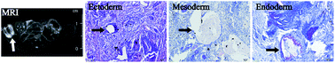 Graphical abstract: Functional investigations on embryonic stem cells labeled with clinically translatable iron oxide nanoparticles