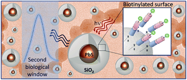 Graphical abstract: Biotin-decorated silica coated PbS nanocrystals emitting in the second biological near infrared window for bioimaging