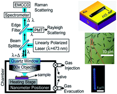 Graphical abstract: In situ probing of doping- and stress-mediated phase transitions in a single-crystalline VO2 nanobeam by spatially resolved Raman spectroscopy