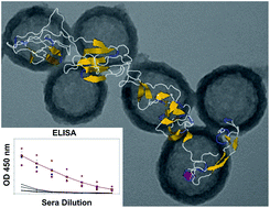 Graphical abstract: In vivo delivery of bovine viral diahorrea virus, E2 protein using hollow mesoporous silica nanoparticles