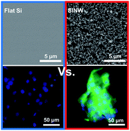 Graphical abstract: Rapid fibroblast activation in mammalian cells induced by silicon nanowire arrays