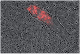 Graphical abstract: Gd-containing conjugated polymer nanoparticles: bimodal nanoparticles for fluorescence and MRI imaging