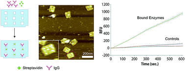 Graphical abstract: Orthogonal enzyme arrays on a DNA origami scaffold bearing size-tunable wells