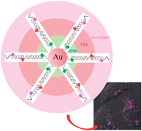 Graphical abstract: Intelligent layered nanoflare: “lab-on-a-nanoparticle” for multiple DNA logic gate operations and efficient intracellular delivery