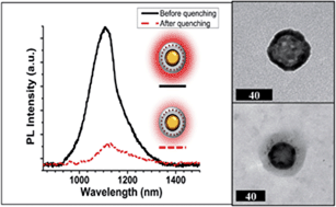 Graphical abstract: Synthesis of a quantum nanocrystal–gold nanoshell complex for near-infrared generated fluorescence and photothermal decay of luminescence