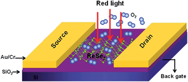 Graphical abstract: Layer-dependent electrical and optoelectronic responses of ReSe2 nanosheet transistors