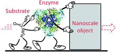 Graphical abstract: Enzymatically induced motion at nano- and micro-scales