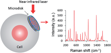 Graphical abstract: Gold nanoparticle-packed microdisks for multiplex Raman labelling of cells