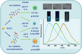 Graphical abstract: Single cytidine units-templated syntheses of multi-colored water-soluble Au nanoclusters