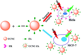 Graphical abstract: Folic acid-functionalized up-conversion nanoparticles: toxicity studies in vivo and in vitro and targeted imaging applications