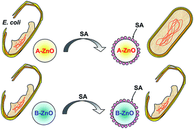 Graphical abstract: Is the effect of surface modifying molecules on antibacterial activity universal for a given material?