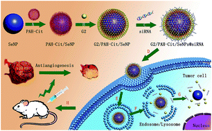 Graphical abstract: The use of pH-sensitive functional selenium nanoparticles shows enhanced in vivo VEGF-siRNA silencing and fluorescence imaging