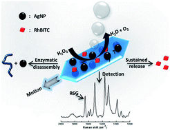 Graphical abstract: A micromotor based on polymer single crystals and nanoparticles: toward functional versatility