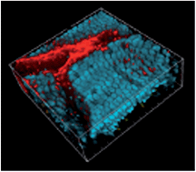 Graphical abstract: CdSe/CdS-quantum rods: fluorescent probes for in vivo two-photon laser scanning microscopy