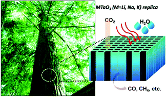 Graphical abstract: Artificial photosynthesis on tree trunk derived alkaline tantalates with hierarchical anatomy: towards CO2 photo-fixation into CO and CH4