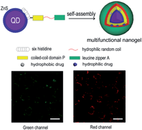 Graphical abstract: Multifunctional quantum dot–polypeptide hybrid nanogel for targeted imaging and drug delivery