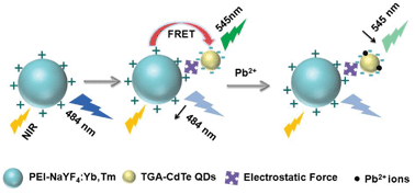 Graphical abstract: A novel upconversion, fluorescence resonance energy transfer biosensor (FRET) for sensitive detection of lead ions in human serum