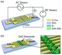 Graphical abstract: An electric-field assisted growth control methodology for integrating ZnO nanorods with microstructures
