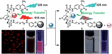 Graphical abstract: Europium(iii) complex-functionalized magnetic nanoparticle as a chemosensor for ultrasensitive detection and removal of copper(ii) from aqueous solution
