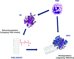 Graphical abstract: Enzymatic ‘stripping’ and degradation of PEGylated carbon nanotubes