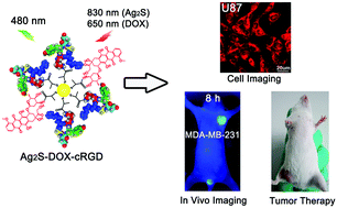 Graphical abstract: Characterization of tumor-targeting Ag2S quantum dots for cancer imaging and therapy in vivo
