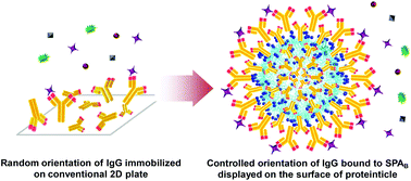 Graphical abstract: Self-assembled proteinticle nanostructures for 3-dimensional display of antibodies