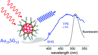 Graphical abstract: Non-linear optical properties of gold quantum clusters. The smaller the better