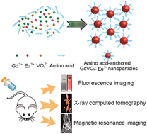 Graphical abstract: Ultrasmall biomolecule-anchored hybrid GdVO4 nanophosphors as a metabolizable multimodal bioimaging contrast agent
