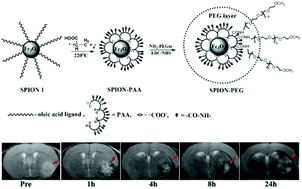 Graphical abstract: Magnetic resonance imaging of post-ischemic blood–brain barrier damage with PEGylated iron oxide nanoparticles
