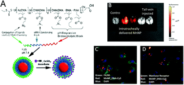 Graphical abstract: Biocompatible mannosylated endosomal-escape nanoparticles enhance selective delivery of short nucleotide sequences to tumor associated macrophages