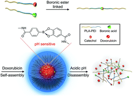 Graphical abstract: pH-responsive biocompatible fluorescent polymer nanoparticles based on phenylboronic acid for intracellular imaging and drug delivery
