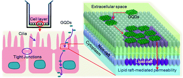Graphical abstract: The permeability and transport mechanism of graphene quantum dots (GQDs) across the biological barrier
