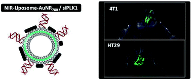 Graphical abstract: siRNA liposome-gold nanorod vectors for multispectral optoacoustic tomography theranostics