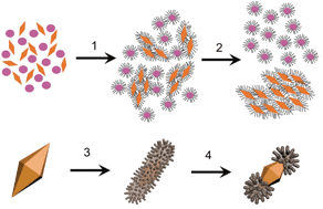 Graphical abstract: Site-specific growth of AgPd nanodendrites on highly purified Au bipyramids with remarkable catalytic performance