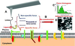 Graphical abstract: In situ single molecule imaging of cell membranes: linking basic nanotechniques to cell biology, immunology and medicine