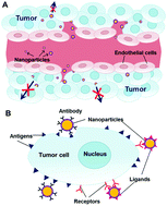 Graphical abstract: Advances in targeting strategies for nanoparticles in cancer imaging and therapy