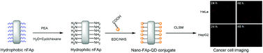 Graphical abstract: Low-toxic Mn-doped ZnSe@ZnS quantum dots conjugated with nano-hydroxyapatite for cell imaging