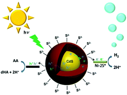 Graphical abstract: Efficient visible light-driven H2 production in water by CdS/CdSe core/shell nanocrystals and an ordinary nickel–sulfur complex